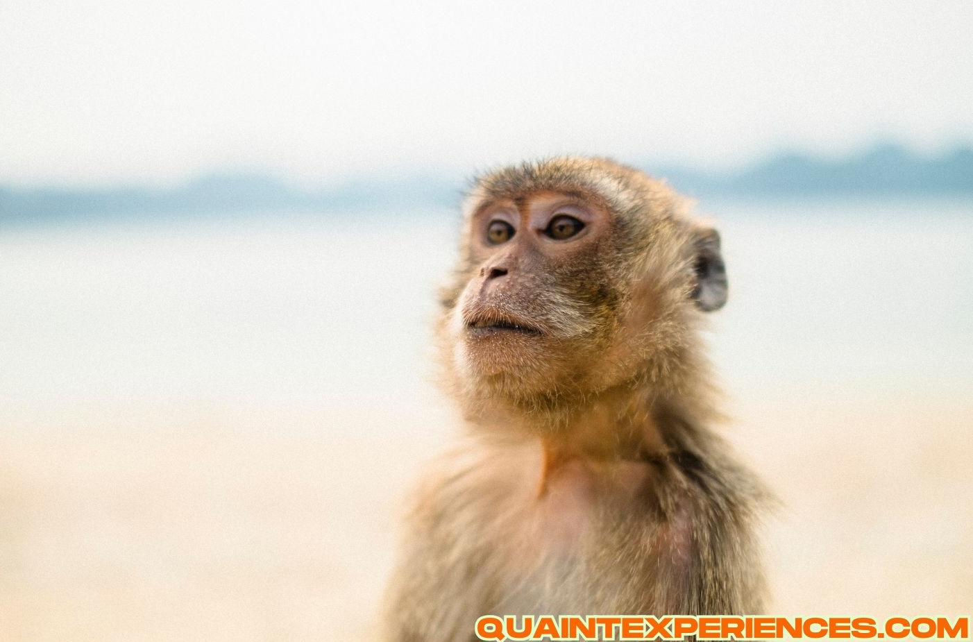 Monkey Island