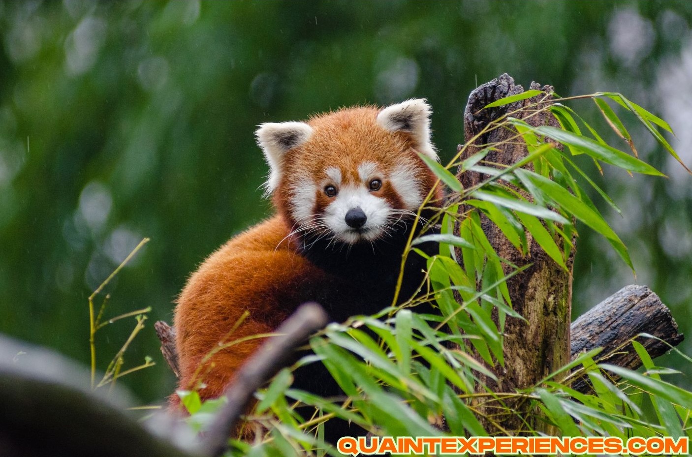 Homosassa Springs Wildlife State Park